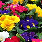 Karışık Renkli Onbir Ay Çuha Çiçeği Tohumu (50 tohum)