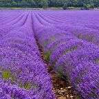 Lavandula Angustifolia Lavanta Çiçeği Tohumu(25000 tohum)