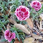Lila Sweet William Dianthus Barbadus Çiçeği Tohumu(50 adet)