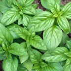 Marul Yapraklı Fesleğen Tohumu (250 tohum)