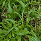 Mibuna Tohumu(50 tohum)