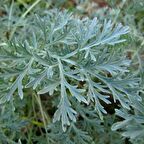 Pelin Otu(Artemisia absinthium) Tohumu(50 tohum)