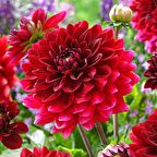 Super Yoga Elegans Carmine Zinya Çiçeği Tohumu(40 tohum)