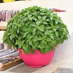 Top Fesleğen Tohumu (250 tohum)