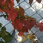 Tüplü Özel Amerikan Sarmaşığı Fidanı (10 adet)