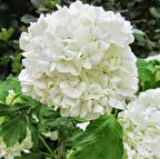 Tüplü Kartopu Viburnum Lucidum Fidanı (Sınırlı Stok)