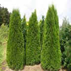 Tüplü Batı Mazısı Fidanı (60-80cm)