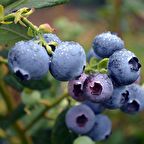 Tüplü Bluejay Yaban Mersini Fidanı