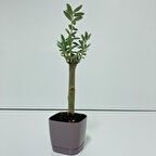 Mor Lüx Saksıda Hediyelik Minyatür Bonsai Zeytin Fidanı (Ücretsiz Kargo)