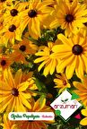 100 Adet Afrika Papatyası (Rudbeckia) Çiçek Tohumu 