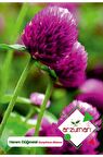 20 Adet Hanım Düğmesi (Gomphrena Globosa) Çiçek Tohumu