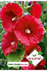 50 Adet Hatim Çiçeği (Alcea Rosea) Çiçek Tohumu 