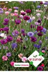50 Adet Kontur (Centaurea) Çiçek Tohumu 