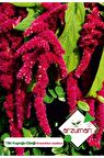 100 Adet Tilki Kuyruğu (Amaranthus Caudatus) Çiçek Tohumu 