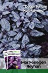 Mor Fesleğen - Mor Reyhan (ocimum Basilicum) Çiçek Tohumu 100 Adet
