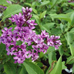 Tüplü Kokulu Leylak Fidanı 40-60 cm