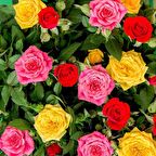 Tüplü Kokulu Yediveren Karışık Gül Fidanı Paketi (2 Adet)