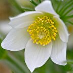 Violet Pulsatilla Vulgaris Beyaz Dağ Lalesi Çiçeği Tohumu (5 Tohum)