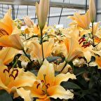 Hoş Görünümlü Valverde Zambak Soğanı (2 adet)