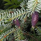 Çin Ladini Tohumu (10 Tohum)