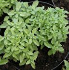 Doğal Küçük Yapraklı Saksılık Fesleğen Tohumu (100 tohum)