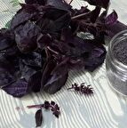 Koyu Opal Siyah Tatlı Fesleğen Tohumu (100 tohum)