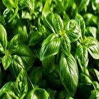 İri Yaprakllı Genovese Fesleğen Tohumu (200 tohum)