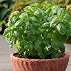 Saksılık Çok Geniş Yapraklı Tatlı Fesleğen Tohumu (250 tohum)