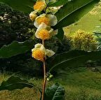 Yeşil Çay Tohumu (5 adet)