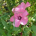 Lavatera Trimestris Regis Pembe Pamuk Çiçeği Tohumu (50 tohum)