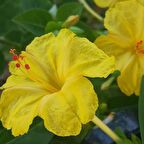 Sarı Rüya Yellow Akşam Sefası Çiçeği Tohumu (20 tohum)