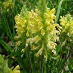 Sarı Kestere Çiçeği Tohumu (20 adet)