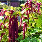 Sarkan Kırmızı Amaranthus (Horoz İbiği) Çiçeği Tohumu( 1500 tohum)