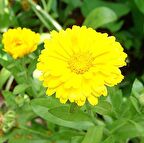 Golden Emperor Katmerli Aynısafa Çiçeği Tohumu (50 tohum)