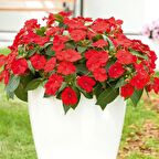 Saksılık Wallerine Baby Scarlet Bodur Cam Güzeli Çiçeği Tohumu (20 tohum)