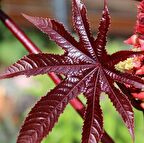 Kırmızı Kene (Castor Bean) Çiçeği Tohumu (5 tohum)