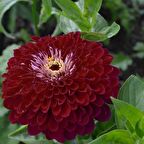 Super Yoga Elegans Dark Red Zinya Çiçeği Tohumu (40 tohum)