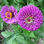 Super Yoga Elegans Purple Zinya Çiçeği Tohumu (40 tohum)