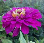 Dahlia Çiçekli Dream Rosy Lavender Zinya Çiçeği Tohumu (40 tohum)