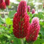 Red Love Trifolium Çiçeği Tohumu (50 tohum)
