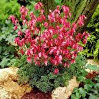 Çingene Rüya Klarkiya Çiçeği Tohumu (100 tohum)