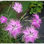Dianthus Superbus Rose Bol Kokulu Karanfil Çiçeği Tohumu (100 adet)