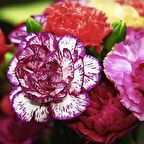Dianthus Heddewigii Gaiety Katmerli İri Karanfil Çiçeği Tohumu (100 adet)