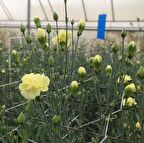 Chabaud Yellow Karanfil Çiçeği Tohumu (70 adet)