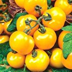 Doğal Sunray Domates Tohumu(20 tohum)