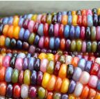 Doğal Renkli Hint Mısırı Tohumu (2000 Tohum)