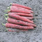 Doğal Cosmic Purple Havuç Tohumu (40 tohum)