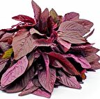 Kırmızı Amarant Tohumu (100 tohum)