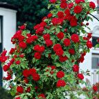 Tüplü Kokulu Amadeus Kırmızı Sarmaşık Gül Fidanı