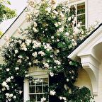 Tüplü Hella Beyaz Kokulu Sarmaşık Gül Fidanı